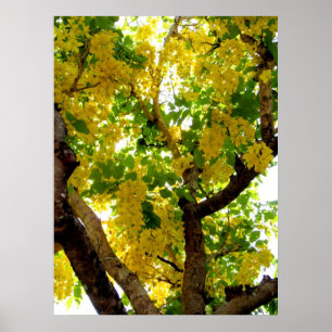 Poster Árvore de chá dourado