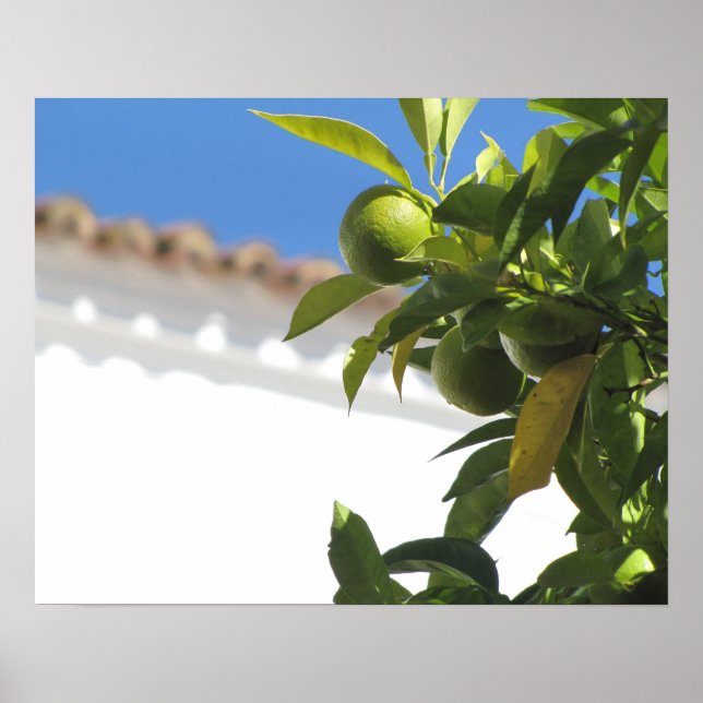 Poster Árvore de Citros com Fruta de Ripes (Frente)