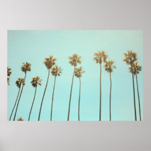 Poster Árvore de coco de fotografia de baixo ângulo