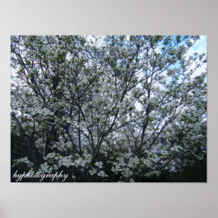 Póster árvore de dogwood