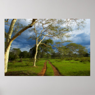 Póster Árvore De Febre (Acacia Xanthophloea) Por Via De S