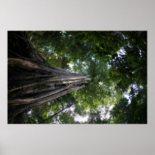 Póster Árvore de figo na floresta húmida de Tangkoko de