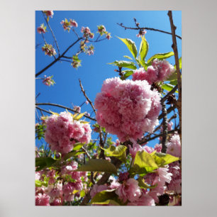 Poster Árvore de Flor Rosa de Cereja Selvagem