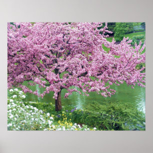 Poster Árvore de florescência cor-de-rosa sobre a água