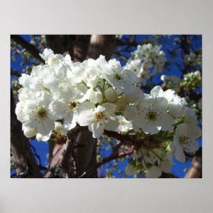 Poster Árvore de florescência do primavera das flores I