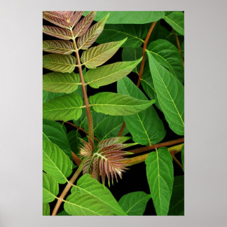 Póster Árvore de Folhas do Céu