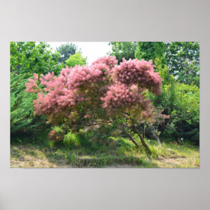 Poster Árvore de fumo roxa