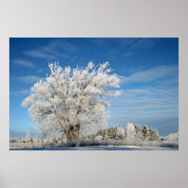 Póster Árvore de gelo (Frente)