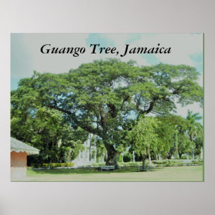 Póster Árvore de Guango, Jamaica