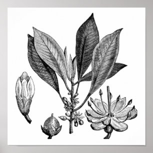 Póster Árvore de guta-