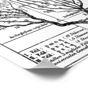 Poster Árvore de Haeckel de vida