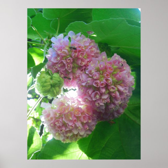 Póster Árvore de Hydrangea Tropical (Frente)