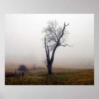 Póster Árvore de inverno em Foggy Meadow #2