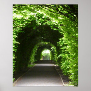 Póster Árvore de Jardim Botânico Sombreado