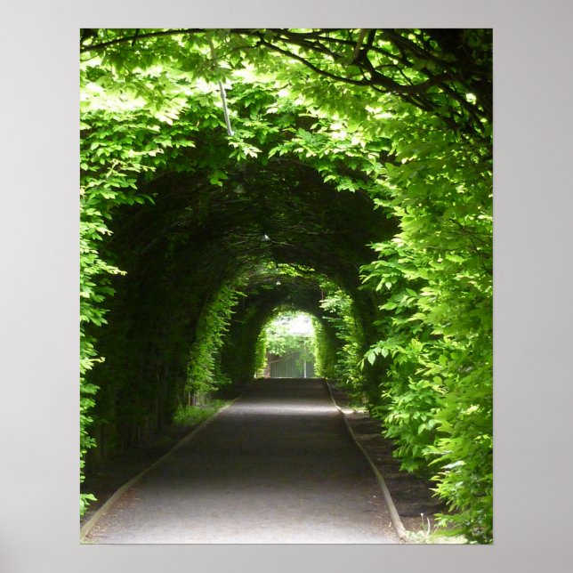 Póster Árvore de Jardim Botânico Sombreado (Frente)