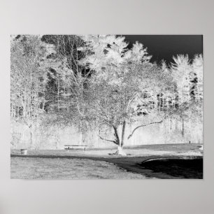 Póster Árvore de Maçã - B&W