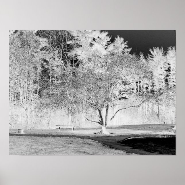 Póster Árvore de Maçã - B&W (Frente)
