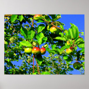 Poster Árvore de maçãs