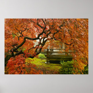 Poster Árvore de mapeamento lacrado vermelho no jardim ja