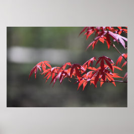 Poster Árvore de Maple,
