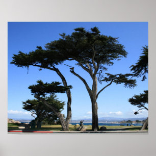 Poster Árvore de Monterey Cypress, foto do litoral