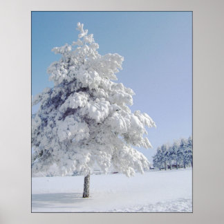 Poster Árvore de Neve Conhecida