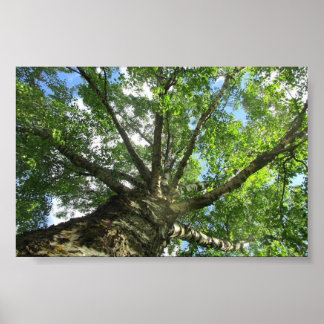 Poster Árvore de passarinho da Suecia.