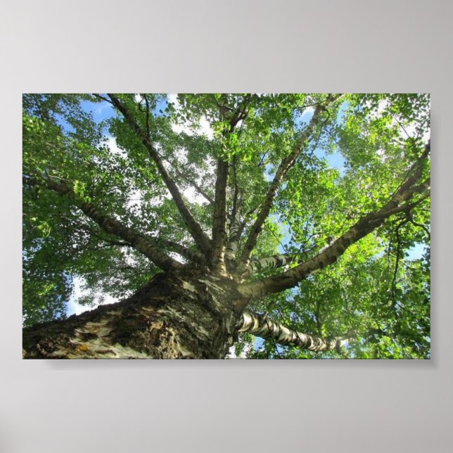 Poster Árvore de passarinho da Suecia. (Frente)