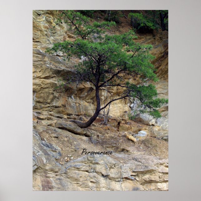 Póster Árvore de Perseverança (Frente)
