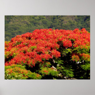 Póster Árvore de Poinciana