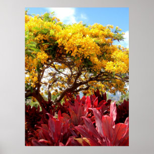 Póster Árvore de Poinciana Amarela e Plantas Ti Vermelhas