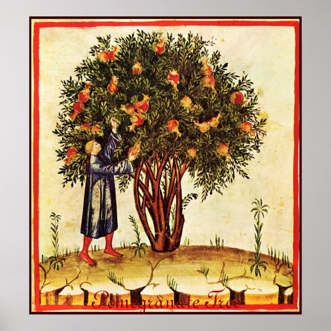 PÓSTER ÁRVORE DE POMEGRANATO ANTICO (Frente)