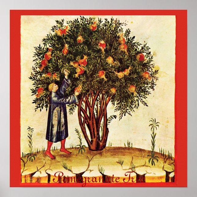 PÓSTER ÁRVORE DE POMEGRANATO ANTICO (Frente)