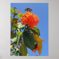 Árvore de Porte Laranja