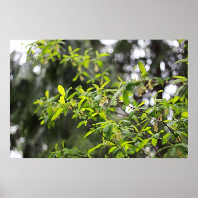 Póster árvore de primavera na chuva (Frente)