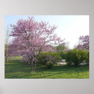 Póster Árvore de Redbud - lago Kansas el Dorado
