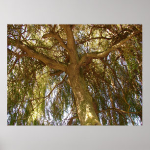 Póster Árvore de salgueiro