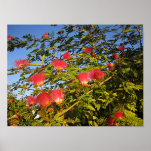 Poster Árvore de Seda Persa