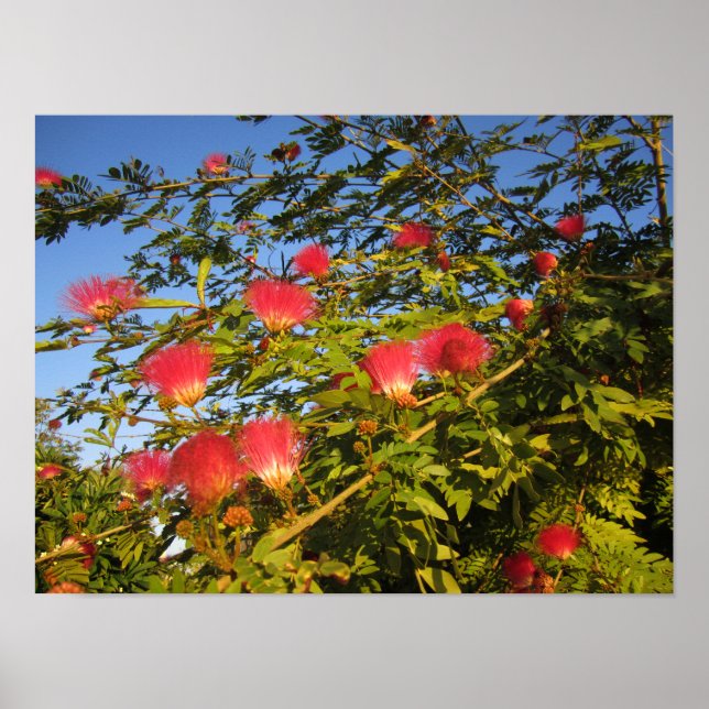 Poster Árvore de Seda Persa (Frente)