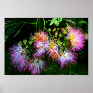 Poster Árvore de Seda Persa (Mimosa) na floração do cheio