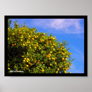 Poster Árvore de Tangerina sob o Céu Azul