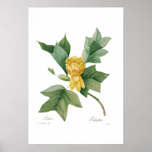 Poster Árvore de tulipa