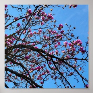 Poster Árvore de Tulipas em Bloom
