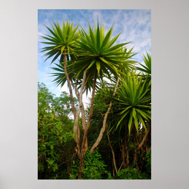 Póster Árvore de Vela (Dracaena Concina), Ilha Aux (Frente)