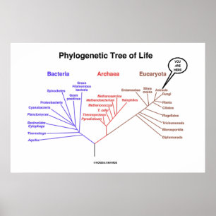 Póster Árvore de vida filogenética você está aqui