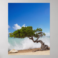 Árvore Divi Divi, Praia Eagle, Aruba, Caribe