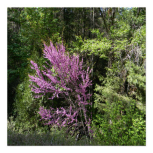 Póster Árvore do Bud Vermelho na Primavera...