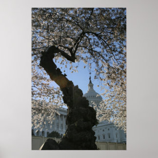 Poster Árvore do Capitol Cherry
