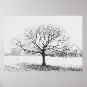 Póster Árvore do inverno