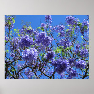 Póster Árvore do Jacaranda